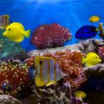 Fish and Corals icon